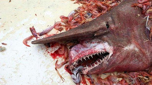 27. Korkutucu görünen goblin köpek balığı.