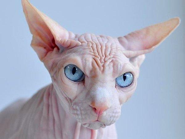 30. Pek de sevimli görünmeyen Sfenks kedisi.