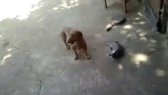 Annelik İçgüdüsü ile Köpeği Püskürten Kedi