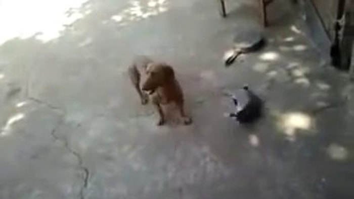 Annelik İçgüdüsü ile Köpeği Püskürten Kedi