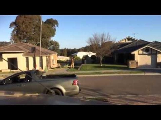 Sadece Avustralya'da Görebileceğiniz Sokak Kavgası! 10 Dakika Yumruklaşan Kangurular