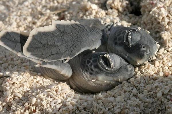 7. Birbirine sarılan bebek kaplumbağalar