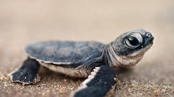 19. Bu yavru kaplumbağa şirinlik konusunda çok ciddi