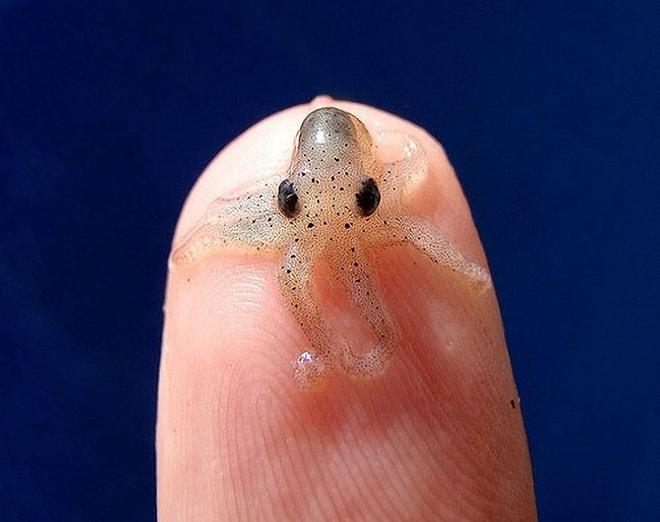 Denizde Yaşayan 14 Sevimli Minik Yaratık