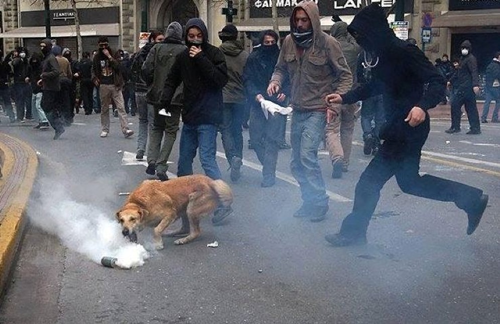 Yunanistan'ın Meşhur ‘Eylemci Köpeği’ Loukanikos Öldü