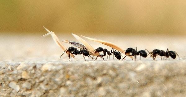 7. "Karınca saldırılarını caydırmak için, karıncaların gelme eğiliminde oldukları alanların etrafına ağartıcı olmayan bir temizleyici püskürtün."