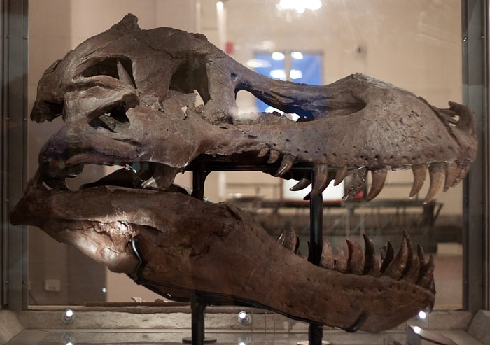 En Büyük Dinozorun Kafatası Nasıldı?