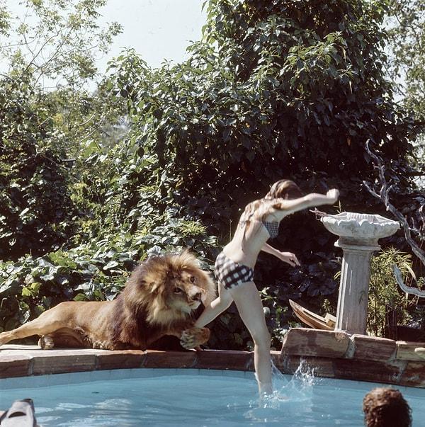 2. Melanie havuza atlarken aslan da onun bacağını yakalamış gibi görünüyor.