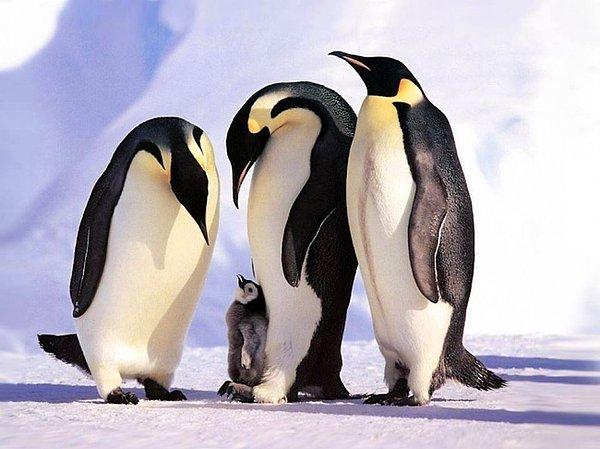 6. İmparator penguen