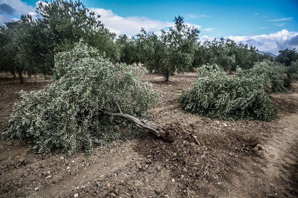 Soma'da Termik Santral İçin Bir Günde 214 Zeytin Ağacı Kestiler