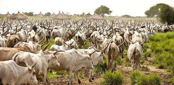 32. Sığırlar (South Sudan, Africa)