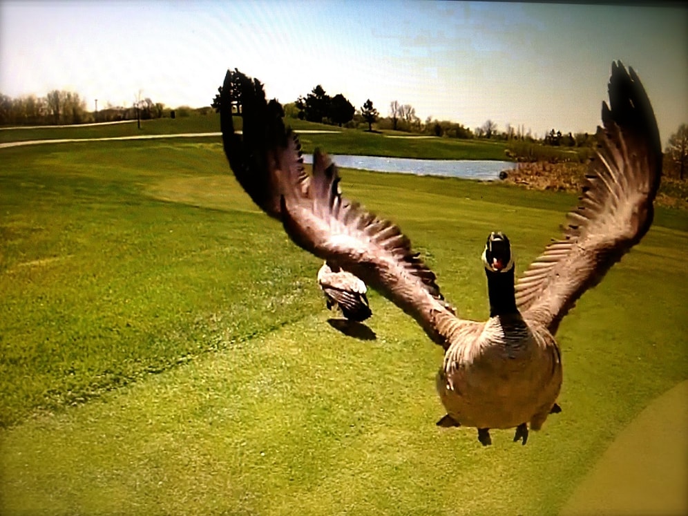 Kuşlar Drone’lara karşı!