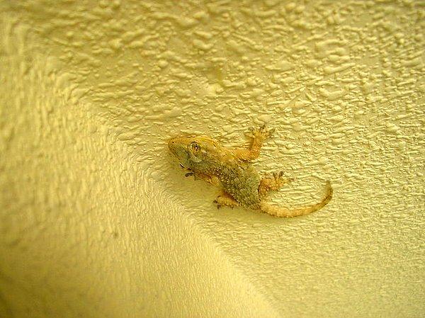 8. Gecko: Duvarlarda Yürüyebiliyor.