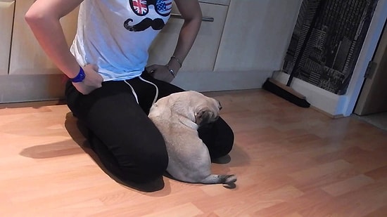 Yere Tuvaletini Yaptığı İçin Kendini Suçlu Hisseden Köpek