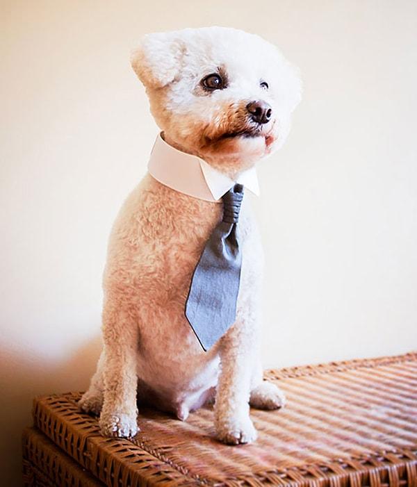 10. Köpek kravatı