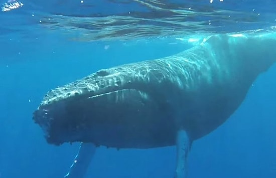 Uyuyan Bir Balinayı Uykusundan Uyandırmak