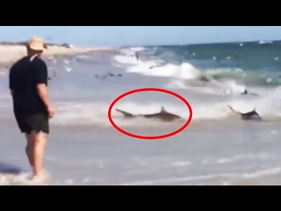 Balık Yemek İçin Karaya Kadar Gelen Köpekbalıkları