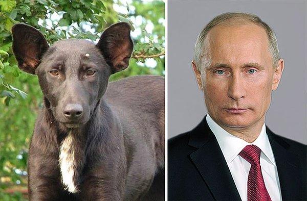 7. Putin'nin çok güzel havlayabilen bir ikiz kardeşi olduğunu biliyor muydunuz?