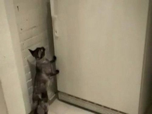 Кот открыл кран. Котики Открой дверь. Кот открывает холодильник. Кот открывает дверь. Кот открывает форточку.