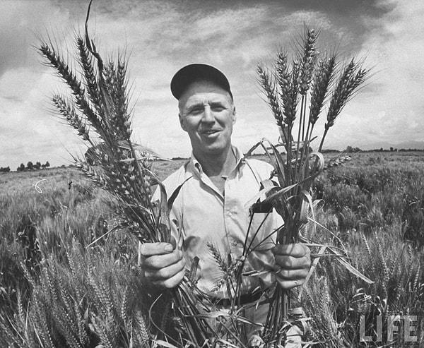 1. Norman Borlaug