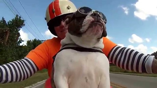 Sahibinin Yol Arkadaşı Motorcu Bulldog