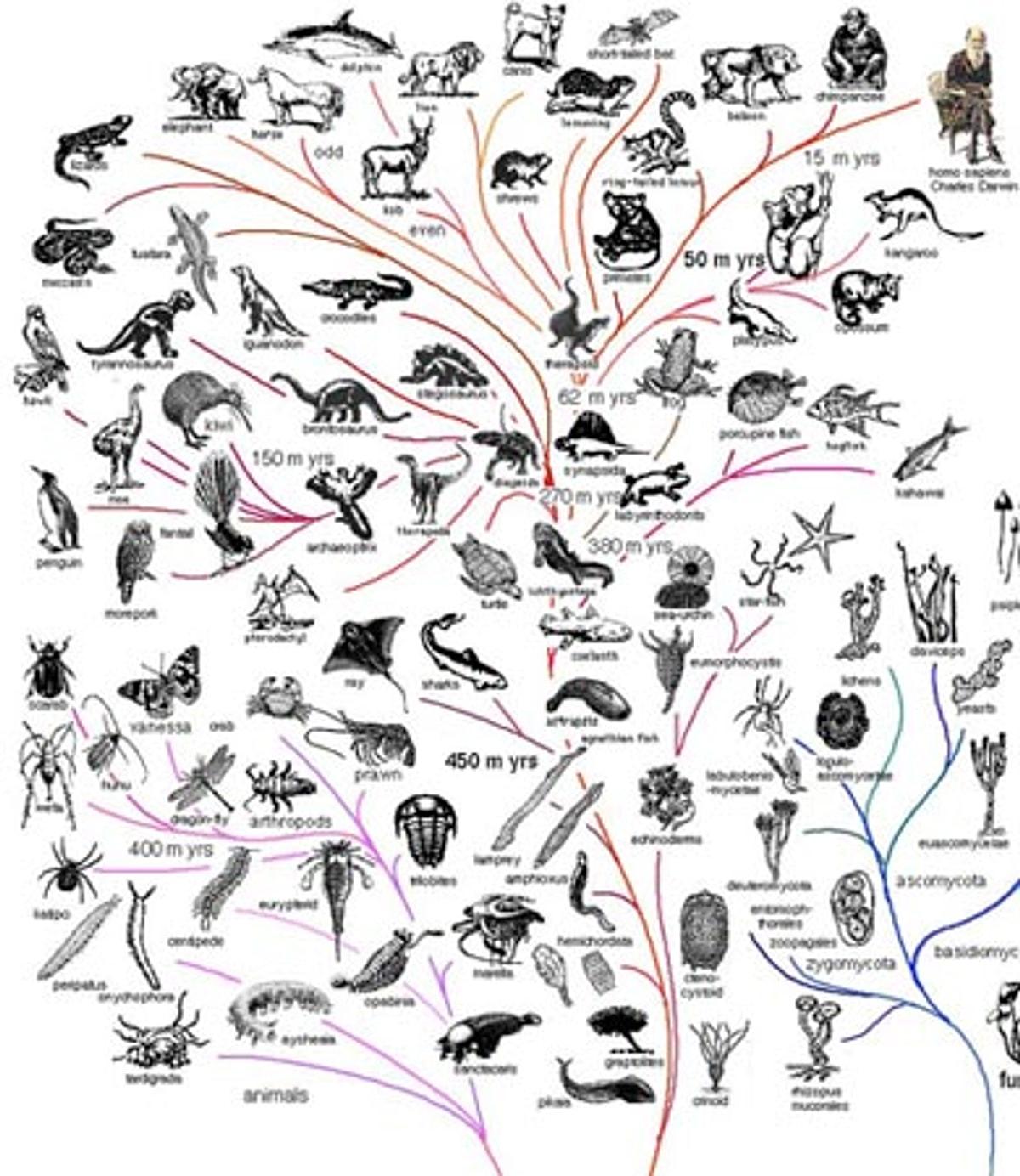 В какой последовательности появлялись животные. Эволюционное Древо развития животных. Эволюционное Древо Дарвина. Эволюционное дерево жизни Чарльза Дарвина. Эволюционное Древо позвоночных.