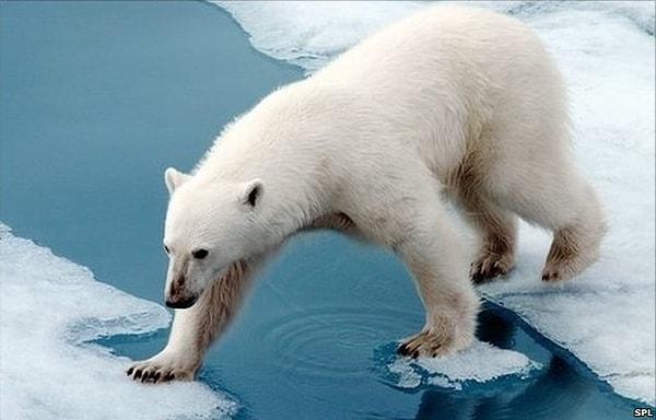 6. Peki tüm kutup ayılarının solak olduğunu biliyor muydunuz?