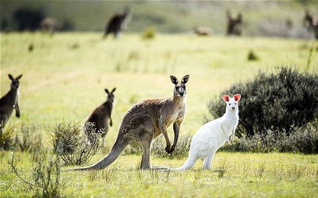 19. Bir kanguru grubu İngilizce'de 'mob' yani 'çete' olarak adlandırılır.