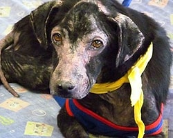 İnsanlara Alerjisi Olan Köpek
