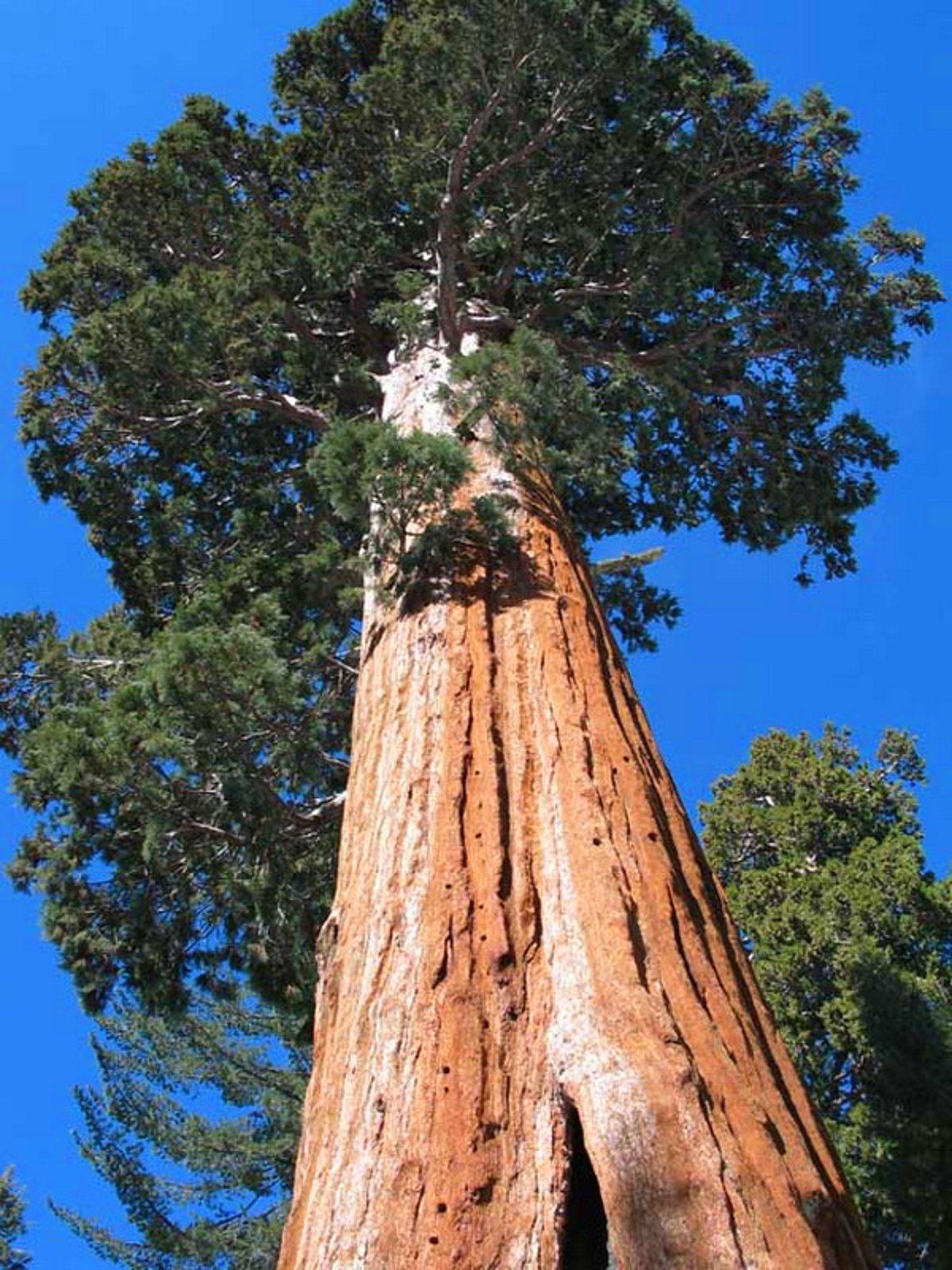 Самые большие дерево фото. Секвойя дерево. Секвойя Гиперион. Калифорнийская Секвойя Гиперион. Секвойя Гиперион высота.