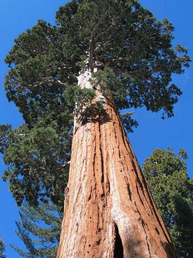 26. Dünyanın en uzun ağacı olan 'Hyperion'un yeri birkaç bilim adamı dışında kimse tarafından bilinmiyor.