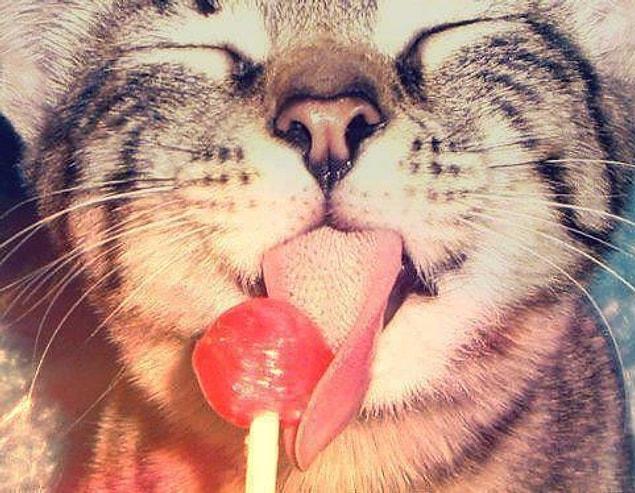 30. Kediler tatlı yiyeceklerin tadını alamazlar.