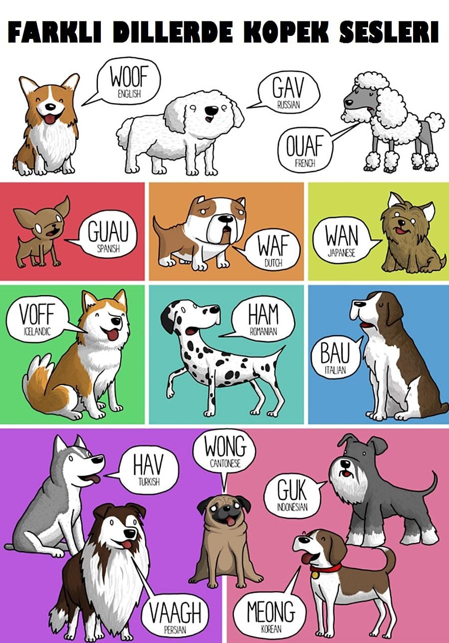 Слова dog cat. Собака на разных языках. Звукоподражания в разных языках. Звуки животных на разных языках. Гав Гав на разных языках.
