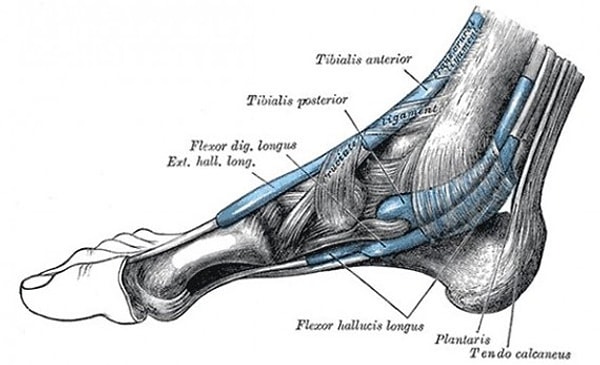 4. Plantaris kası