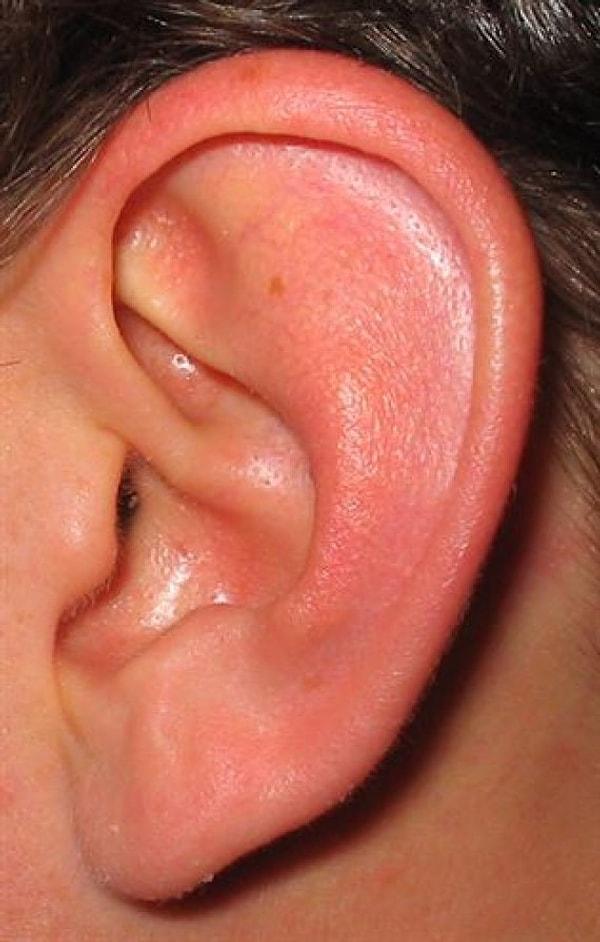 7. Ekstra Kulak Kasları