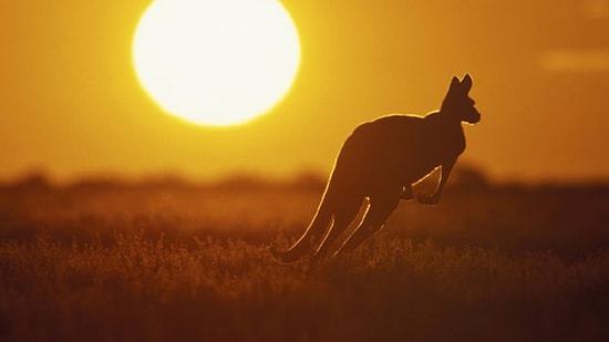 Kangurular 30 Bin Yıl Önce Yürüyordu