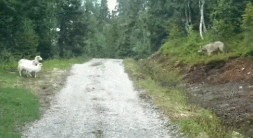 Özünü Reddedip Garip Davranışlar Sergileyen 22 Hayvan ...