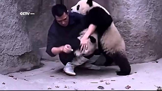 Şirinlik Patlaması: Bakıcısının Verdiği İlacı Almak İstemeyen Yavru Pandalar