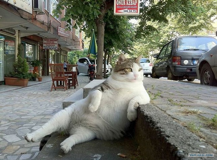 Özünü Reddedip Garip Davranışlar Sergileyen 22 Hayvan