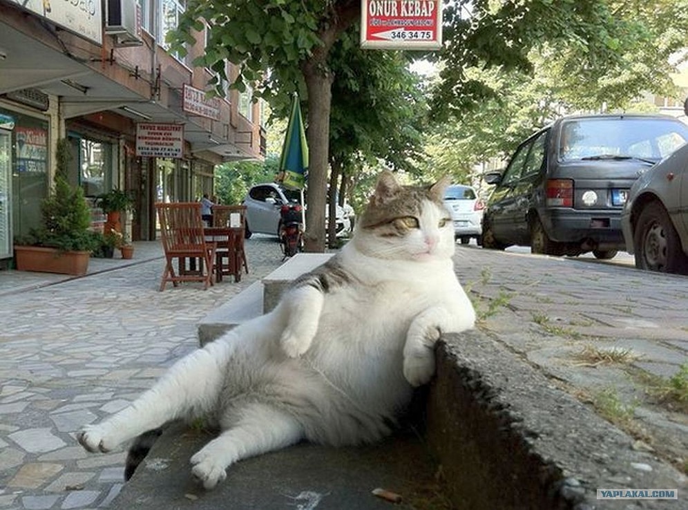 Özünü Reddedip Garip Davranışlar Sergileyen 22 Hayvan