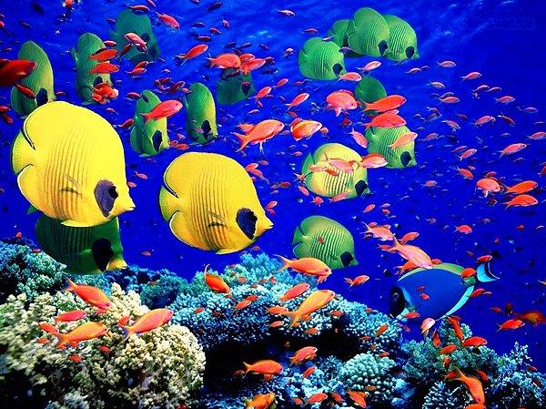 19. Büyük Set Resifi, Avustralya