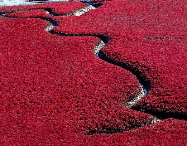 21. Kızıl Deniz Plajı, Çin