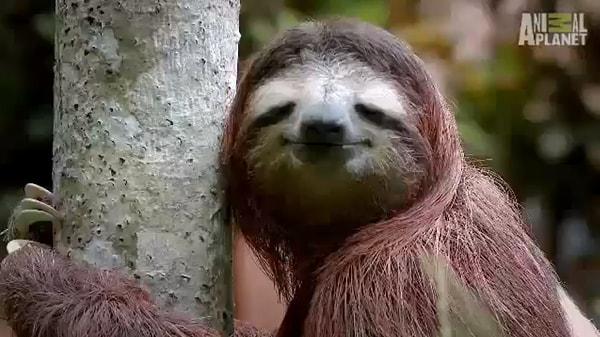 4. Tembel hayvan olarak bilinen "sloth"lar haftada bir kaka yapar. Hatta bu sürenin bir aya kadar çıktığı da olur.