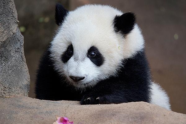 10. Pandalar gün içinde toplam 22 kiloya kadar kaka yapabilir.