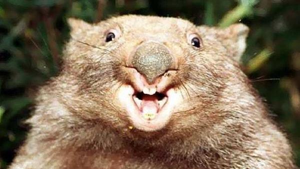 11. Avustralya'ya özgü keseli bir hayvan olan wombat, küp şeklinde kaka yapar. Yaşadıkları bölgeyi hatırlayabilmek için.