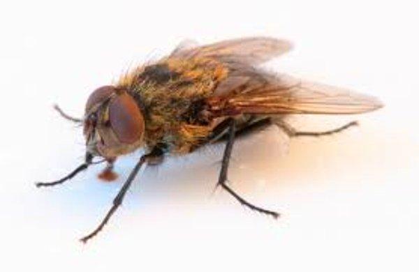 7. Bir sineğin hızı saatte ortalama 8 km'dir.