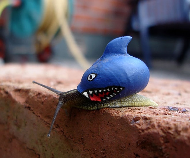 Kabukları Boyanarak Karizmasına Karizma Katılmış 17 Salyangoz