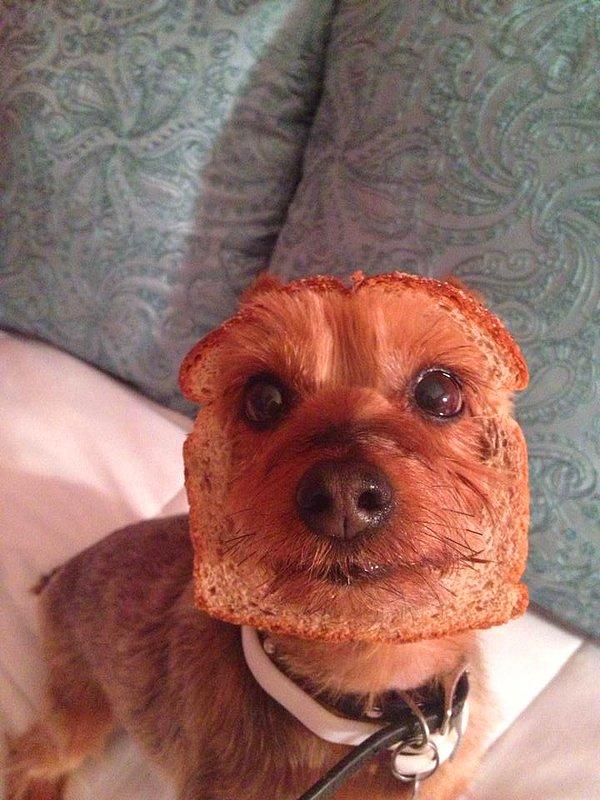2. Kafasında bir dilim ekmekle daha sempatik olduğunu düşünen köpekçik.