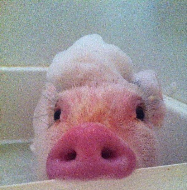 9. İddialı bir banyo selfie'si çeken domuzcuk.