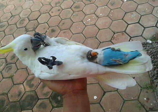 13. Minik mavi papağan ve yeni yatağı beyaz papağan.